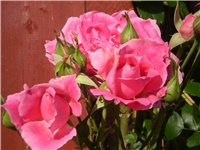 8e7ada7e-Picture 246.jpg